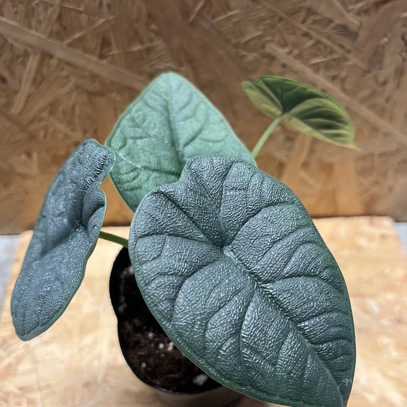 極上 アロカシア メロ オーレア アルボ 極上 アロカシア メロ オーレア アルボ Alocasia melo albo - Etsy 日本