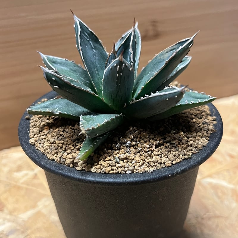 アガベ　笹の雪　発根済み　中株 アガベ Dennis hybrid 笹之雪x屈原之舞扇 【台湾DENNIS産/発根