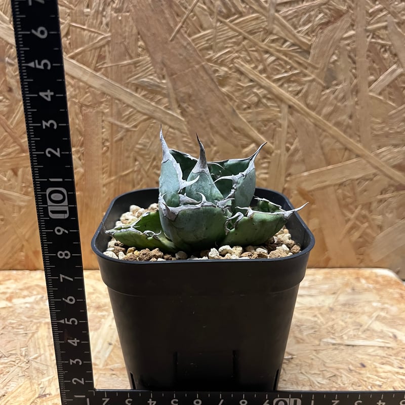 アガベ チタノタ ホワイトアイス コンパクト | GREEN LUCK