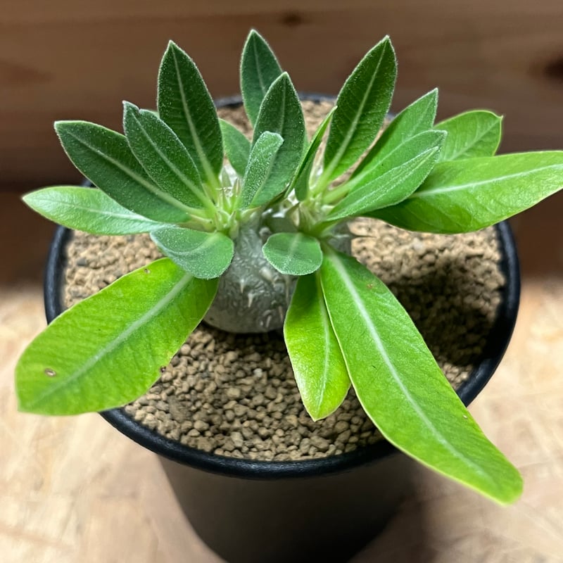 パキポディウム デンシカウレ 恵比寿大黒 | GREEN LUCK