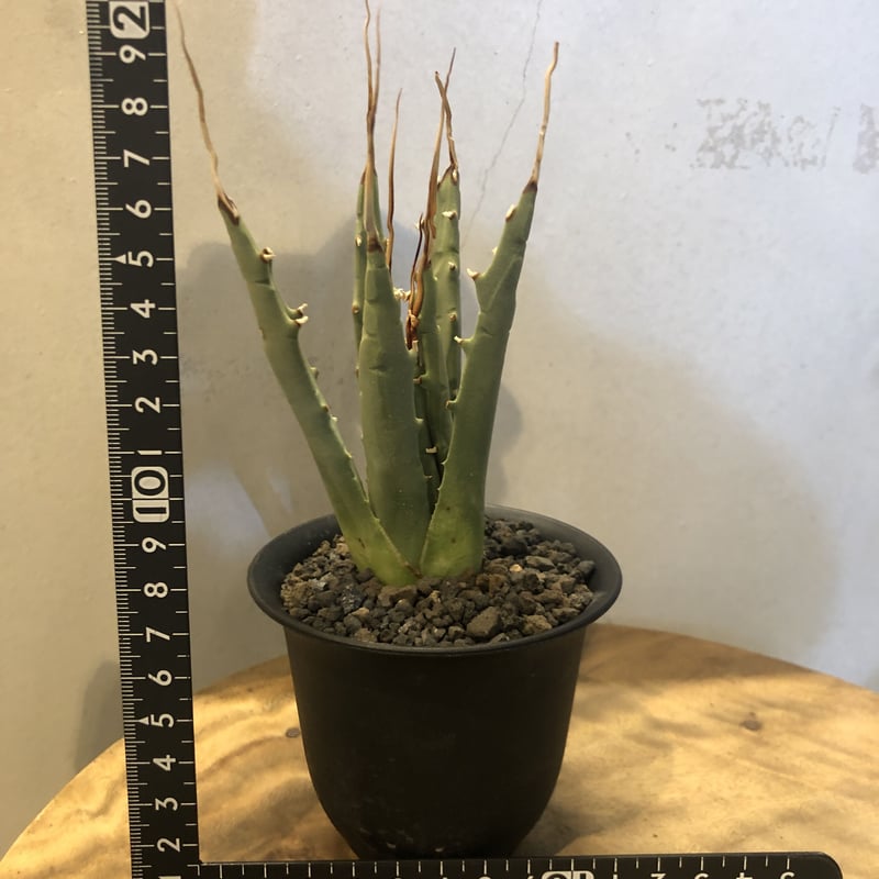 アガベ ユタエンシス エボリスピナ | GREEN LUCK