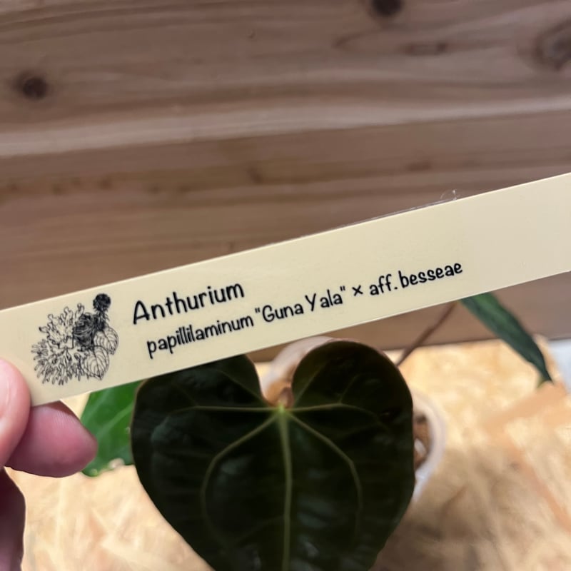 アンスリウム パピリラミナム【Guna Yala】×aff.besseae | GREEN