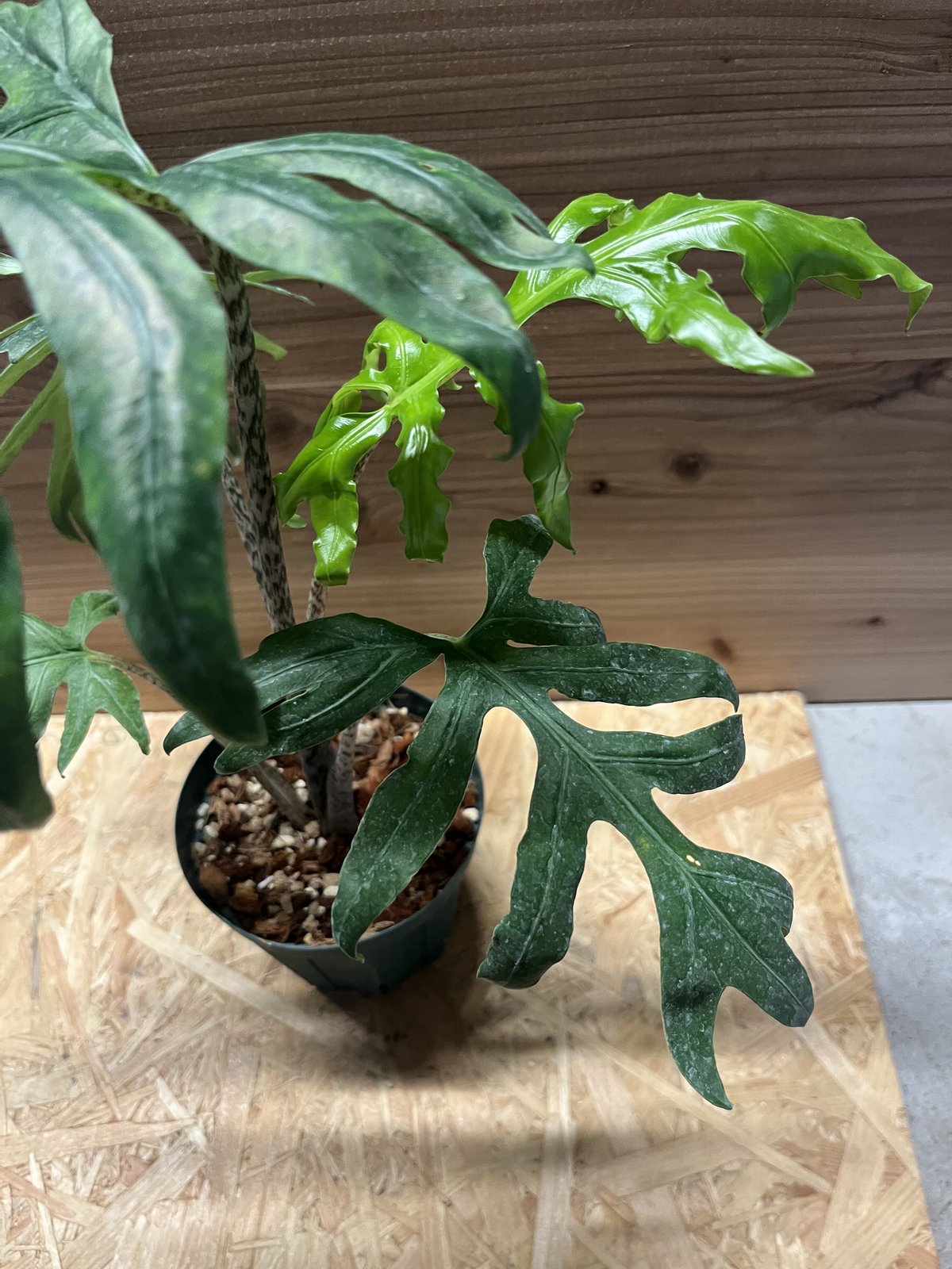 アロカシア ブランキフォリア | GREEN LUCK