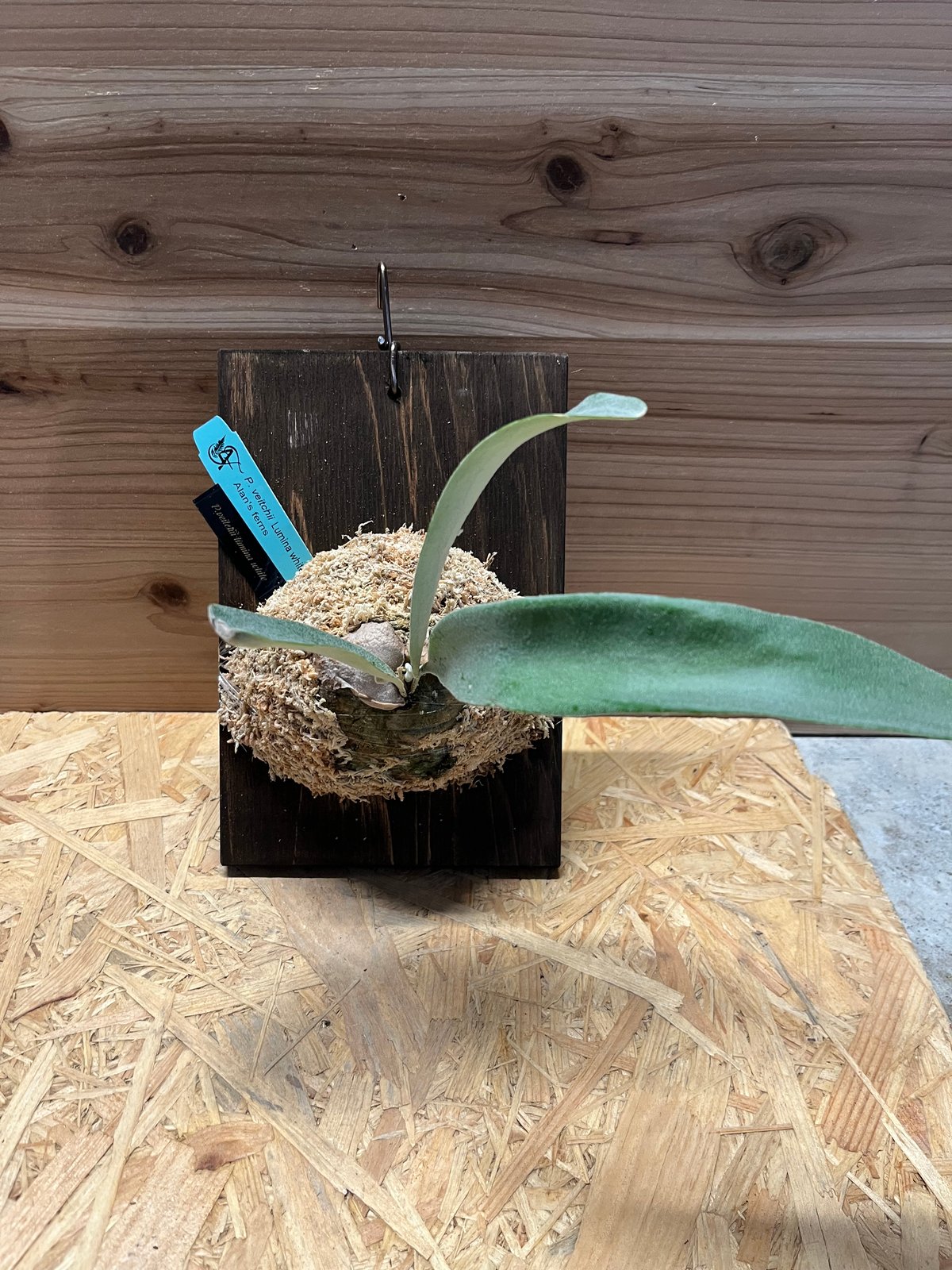 ビカクシダ ベイチー ルミナホワイト | GREEN LUCK