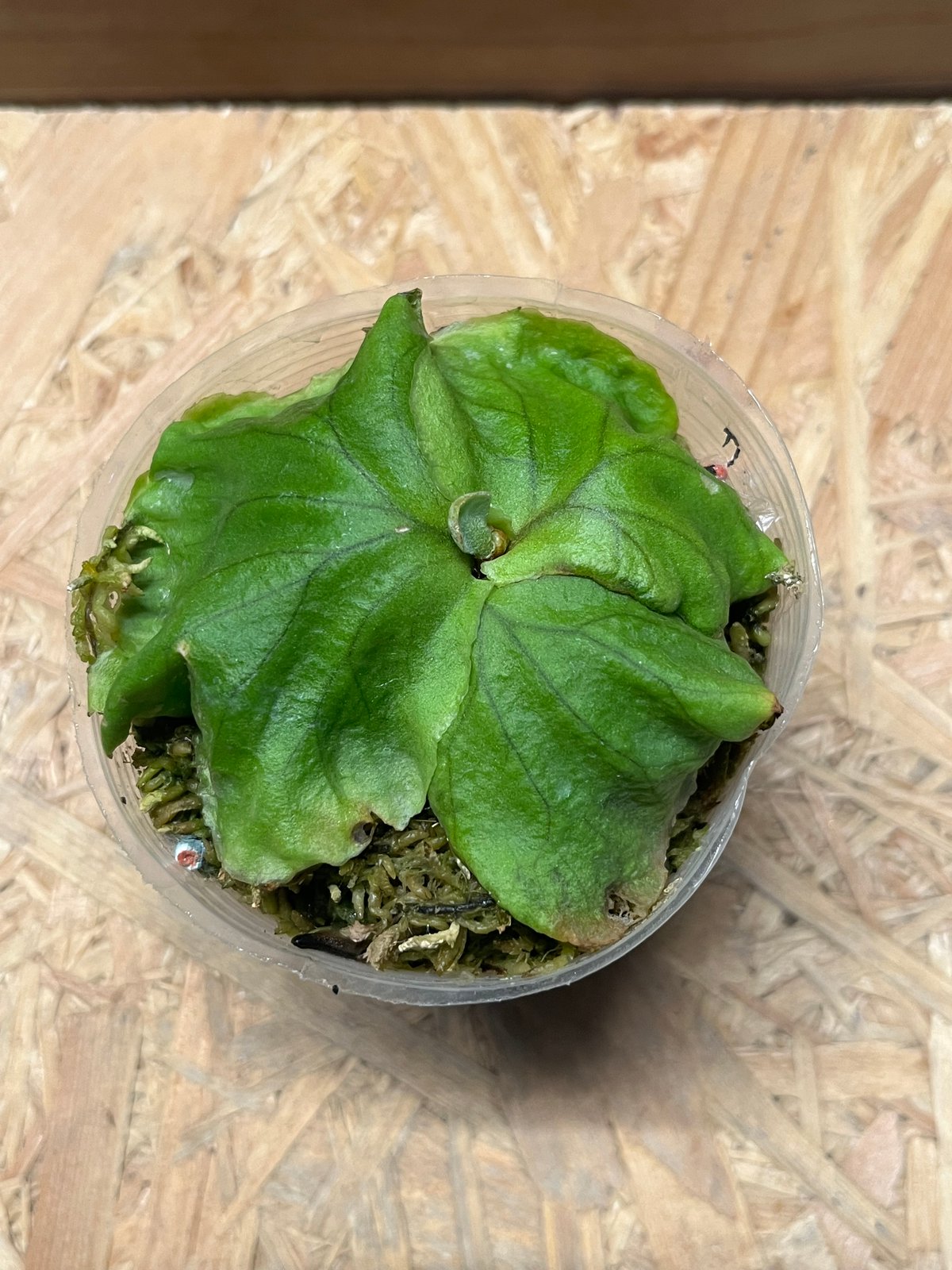 ビカクシダ リドレイ | GREEN LUCK