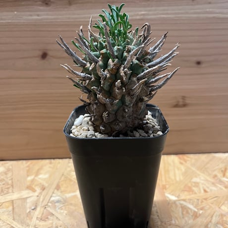 専用出品ユーフォルビア　スエコランディ　闘牛角　植木鉢