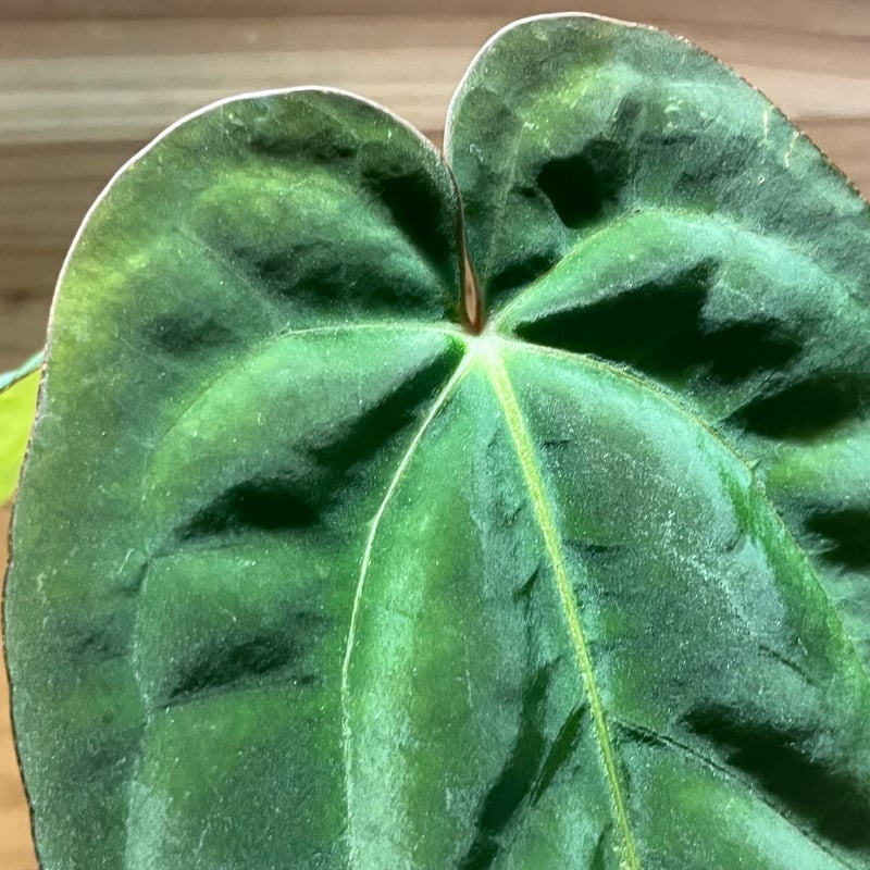 アンスリウム NO ID | GREEN LUCK