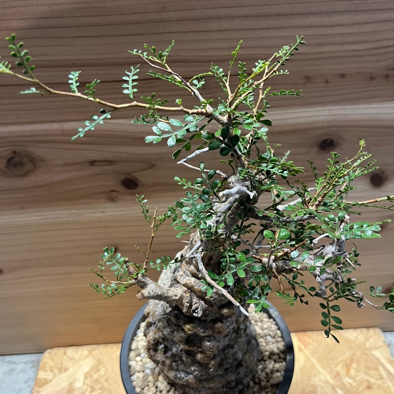 オペルクリカリア パキプス 発根済み | GREEN LUCK