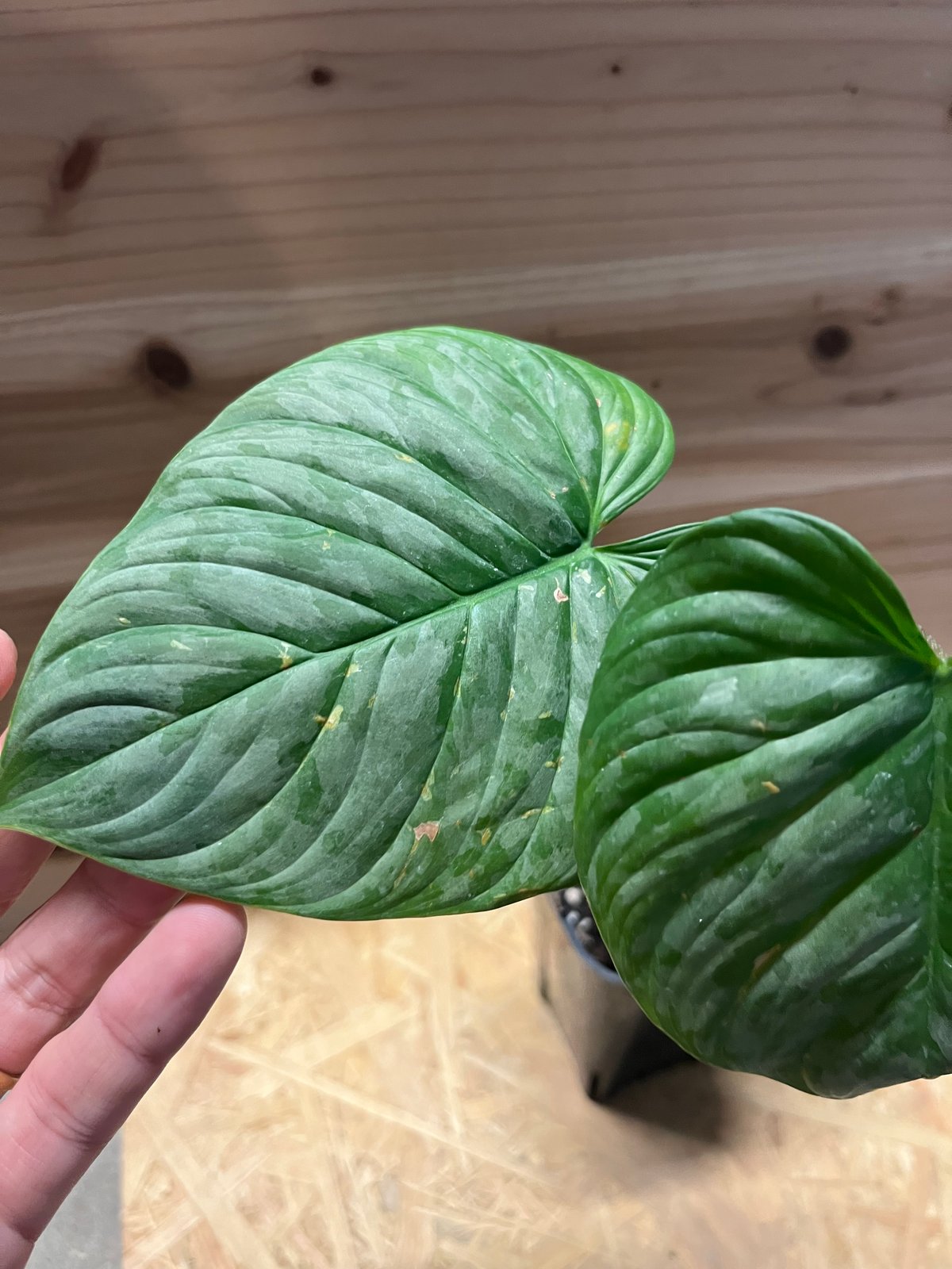 フィロデンドロン マジェスティック | GREEN LUCK