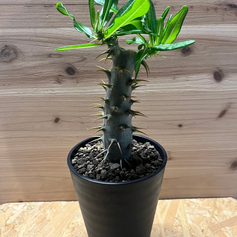 パキポディウム アンボンゲンセ | GREEN LUCK