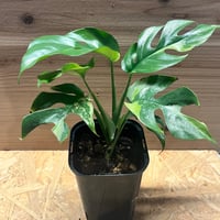 アンスリウム パンプキンスパイス×レッドクリスタル | GREEN LUCK