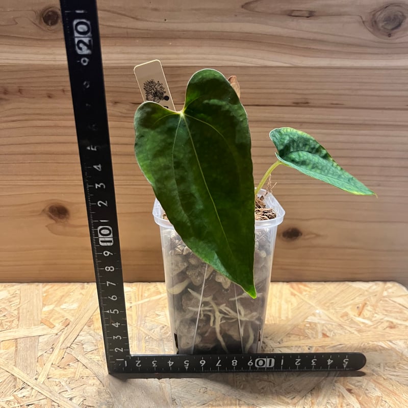 【HS】アンスリウム　パンプキンスパイス 🎃Anthurium 'Pumpkin Spice' 🎃 #aroid #Anthurium #Anthuriums