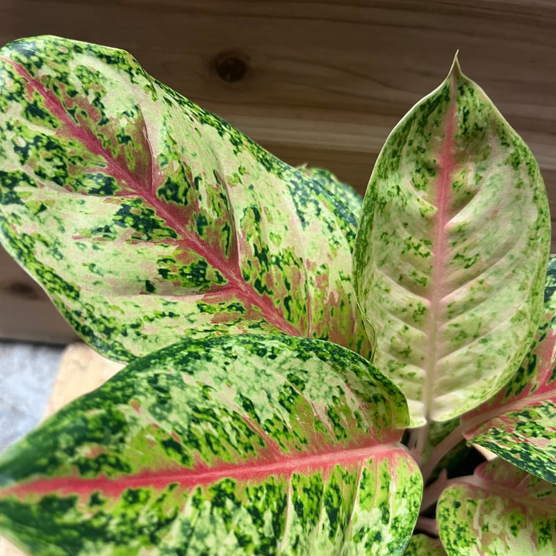 アグラオネマ 10カラット | GREEN LUCK