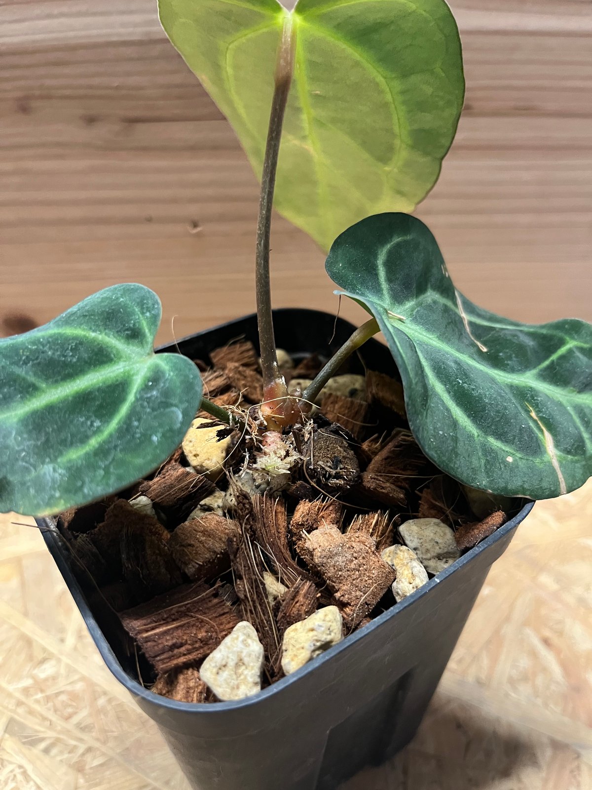Anthurium Carlablackiae/アンスリウム カーラブラッキー⑨ 🌱 Anthurium carlablackiae 🌱 I love narrow carla🖤 細葉の