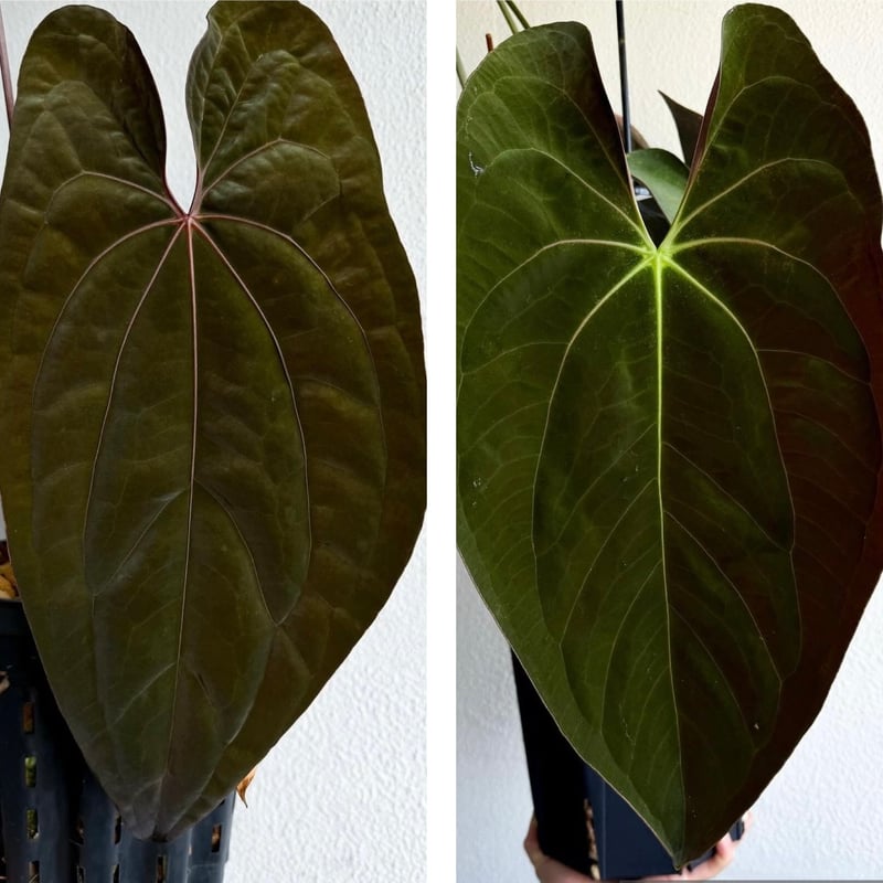 アンスリウム レッドフェニックス(パピリラミナム×クリスタリンレッド) テズラ アンスリウム レッドフェニックス(パピリラミナム×クリスタリン