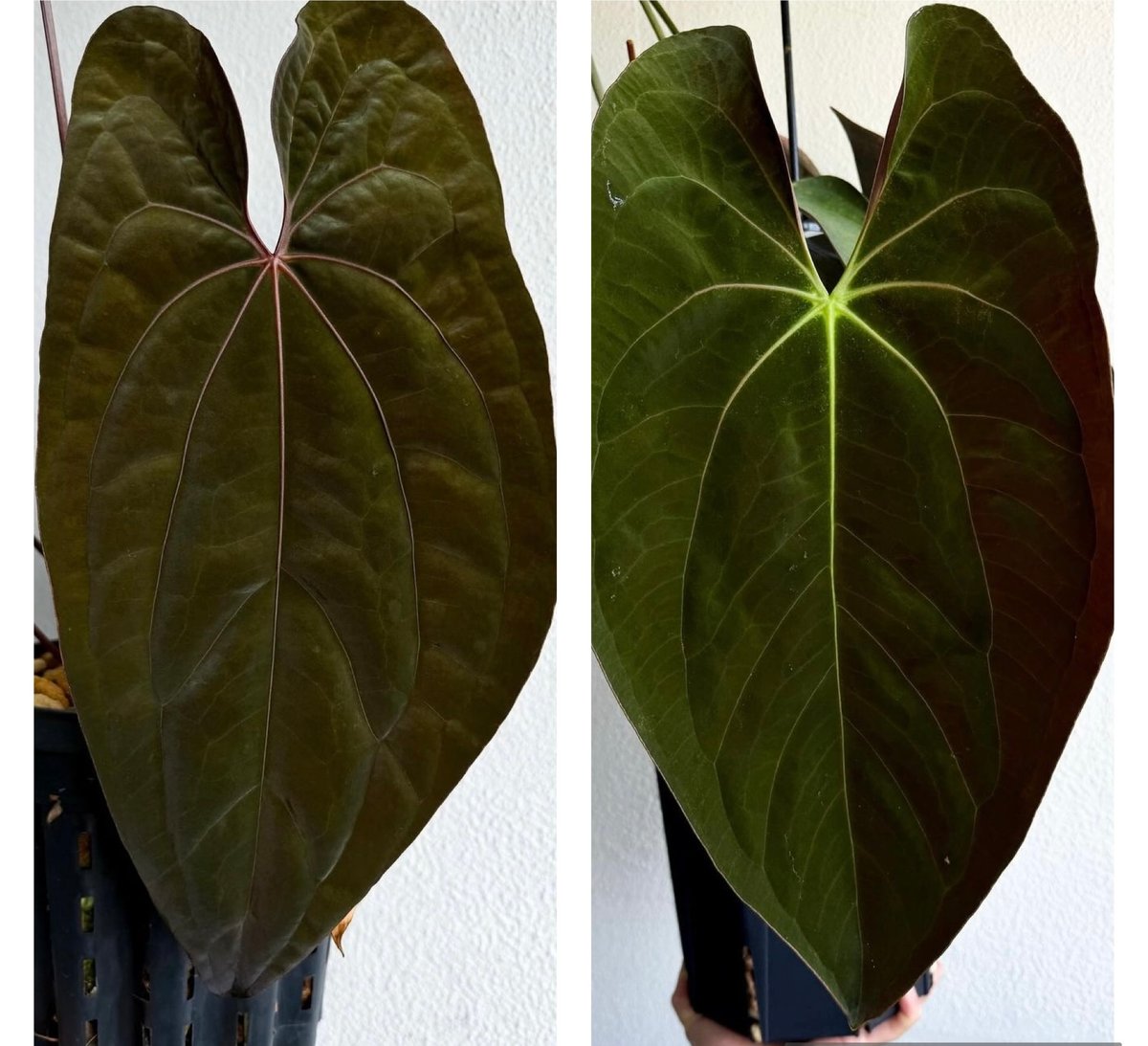 極美❗️アンスリウム　レッド　ダークフェニックス 株分　新葉付き　タイから 極美❗️アンスリウム レッド ダークフェニックス 株分 新葉付き