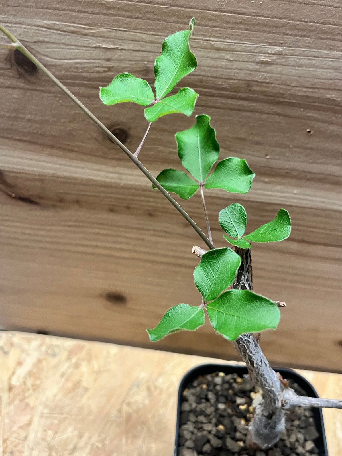 コミフォラ オルビクラリス | GREEN LUCK