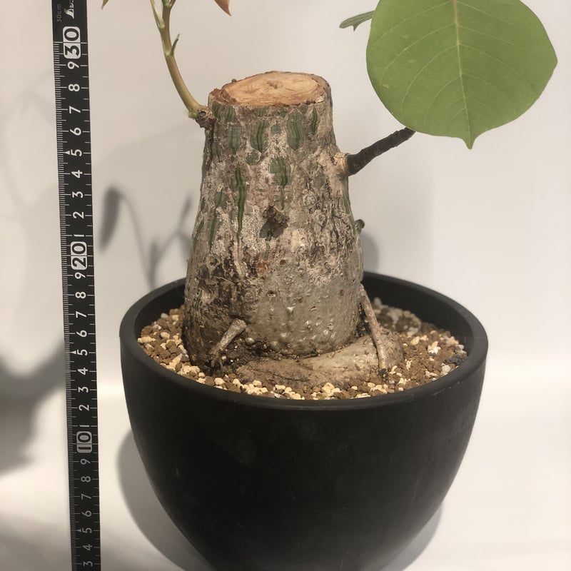 観葉植物 ボンバックス パキプス モンステラ エバーフレッシュ グラキリス 観葉植物 ボンバックス パキプス モンステラ エバーフレッシュ