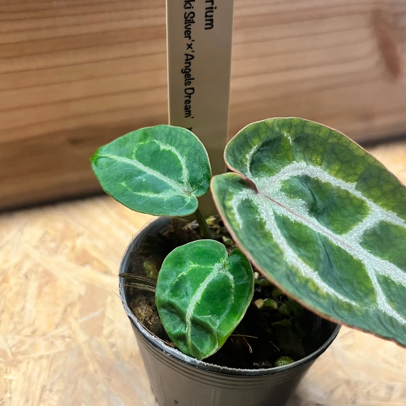 アンスリウム ドラヤキシルバー×エンジェルズドリーム×レッド