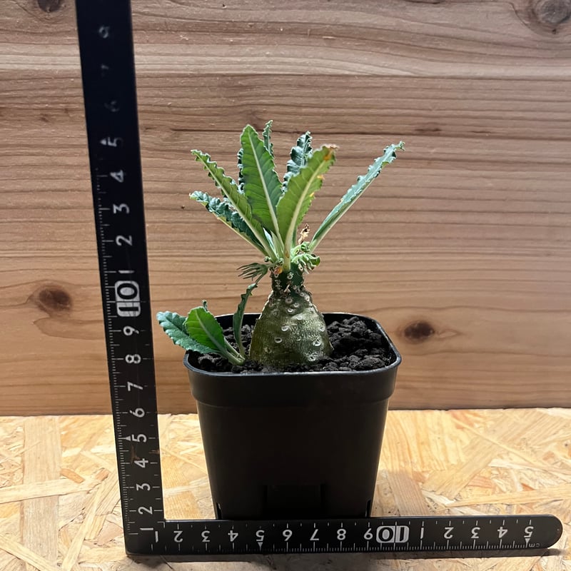 ドルステニア ラブラニー | GREEN LUCK