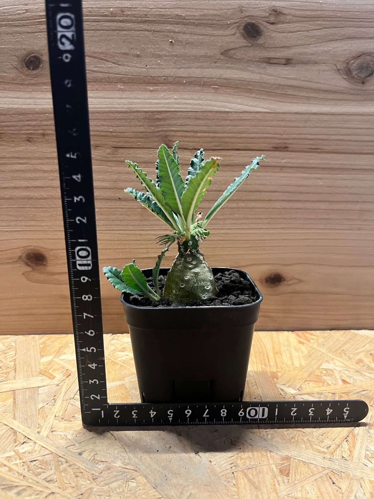 ドルステニア ラブラニー | GREEN LUCK