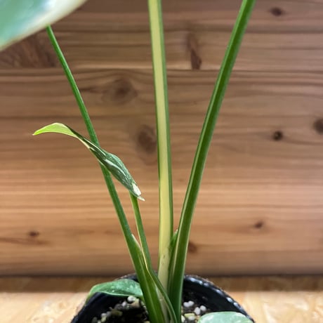 斑入りモンステラ　イエローモンスター