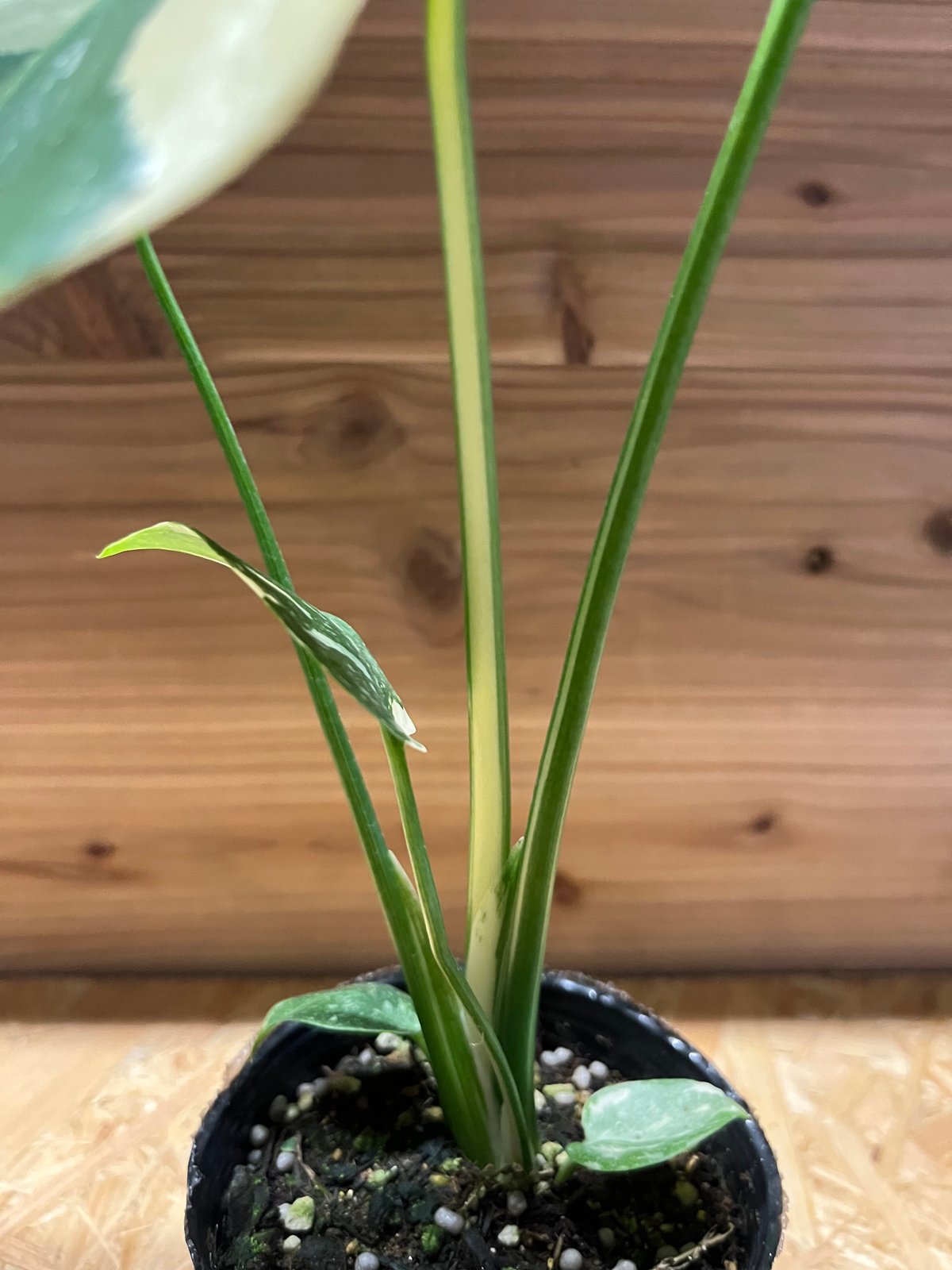 た*き様 今回は送料込み　モンステラ斑入り（イエローモンスター） 斑入りモンステラ イエローモンスター | GREEN LUCK