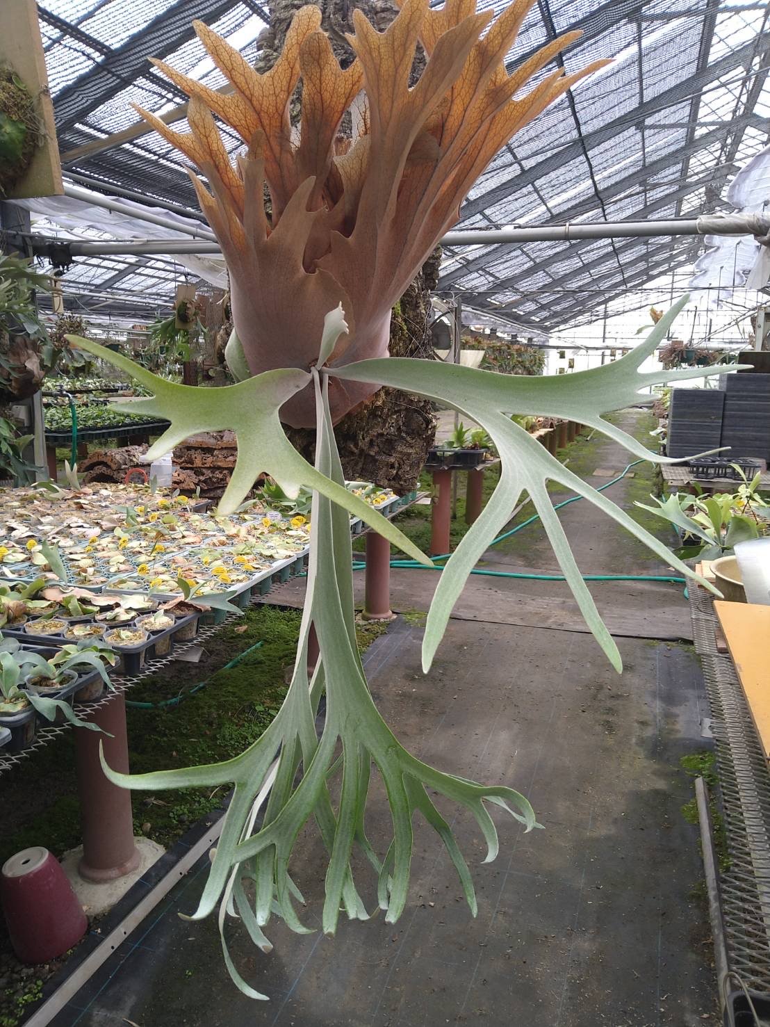 ビカクシダ ウィリンキー×ベイチー | GREEN LUCK