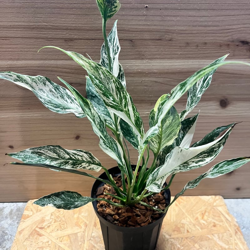 斑入りモンステラ 【鉢ごと】+ スパティフィラム子株 3株 斑入り