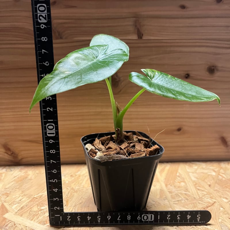 斑入りクワズイモ オキナワシルバー | GREEN LUCK