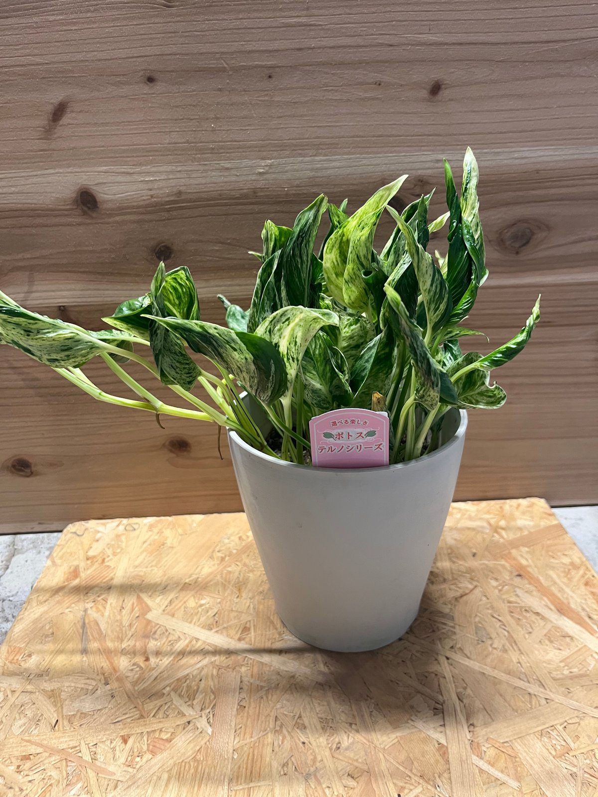 ポトステルノランコントル　カット発根済み 1葉っぱサイズ約13cm　1 ポトステルノランコントル カット発根済み 1葉っぱサイズ約13cm 1