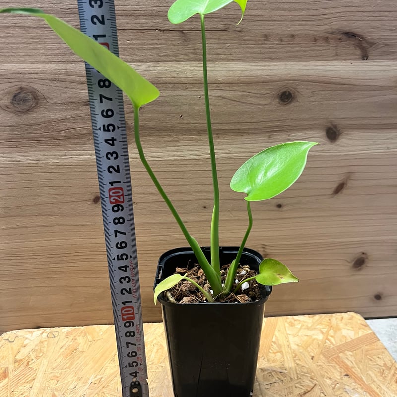 モンステラ デリシオーサ ゴールドリーフ | GREEN LUCK