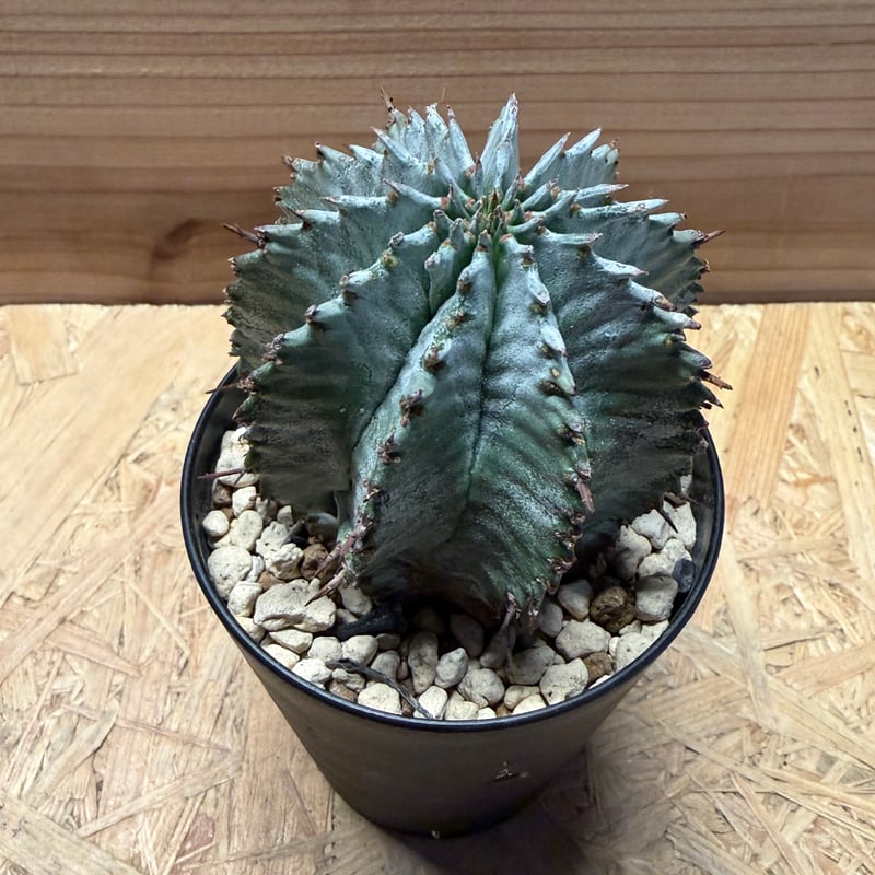 ユーフォルビア ホリダ | GREEN LUCK