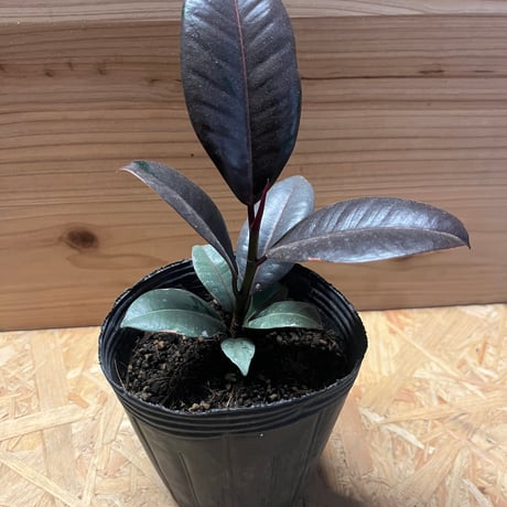 STORES 植物の検索結果 STORES 植物の検索結果