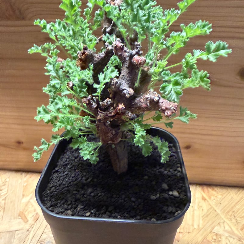 ペラルゴニウム アルテルナンス | GREEN LUCK