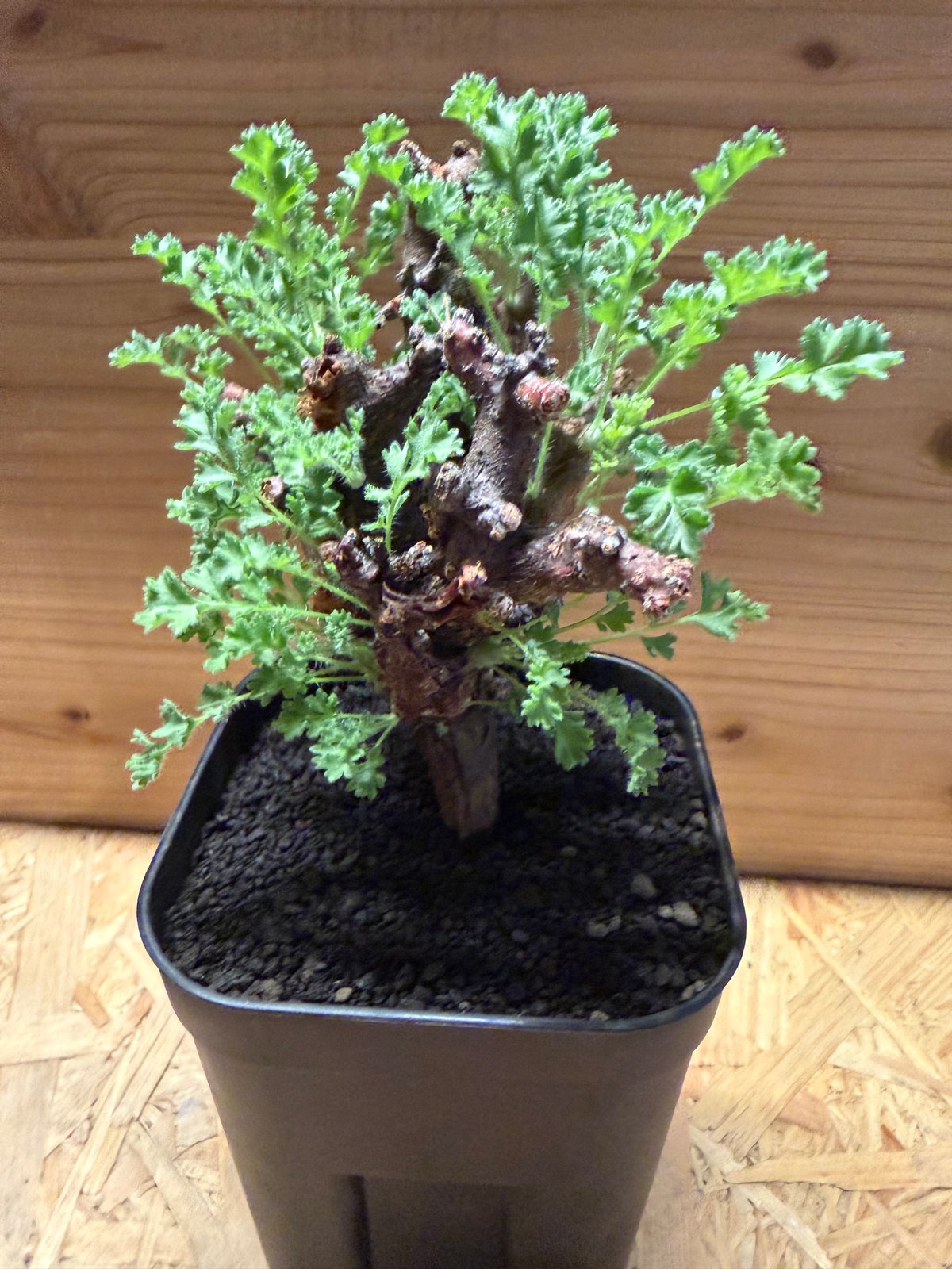 ペラルゴニウム アルテルナンス | GREEN LUCK