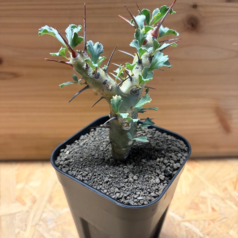 モンソニア クラシカウリス | GREEN LUCK