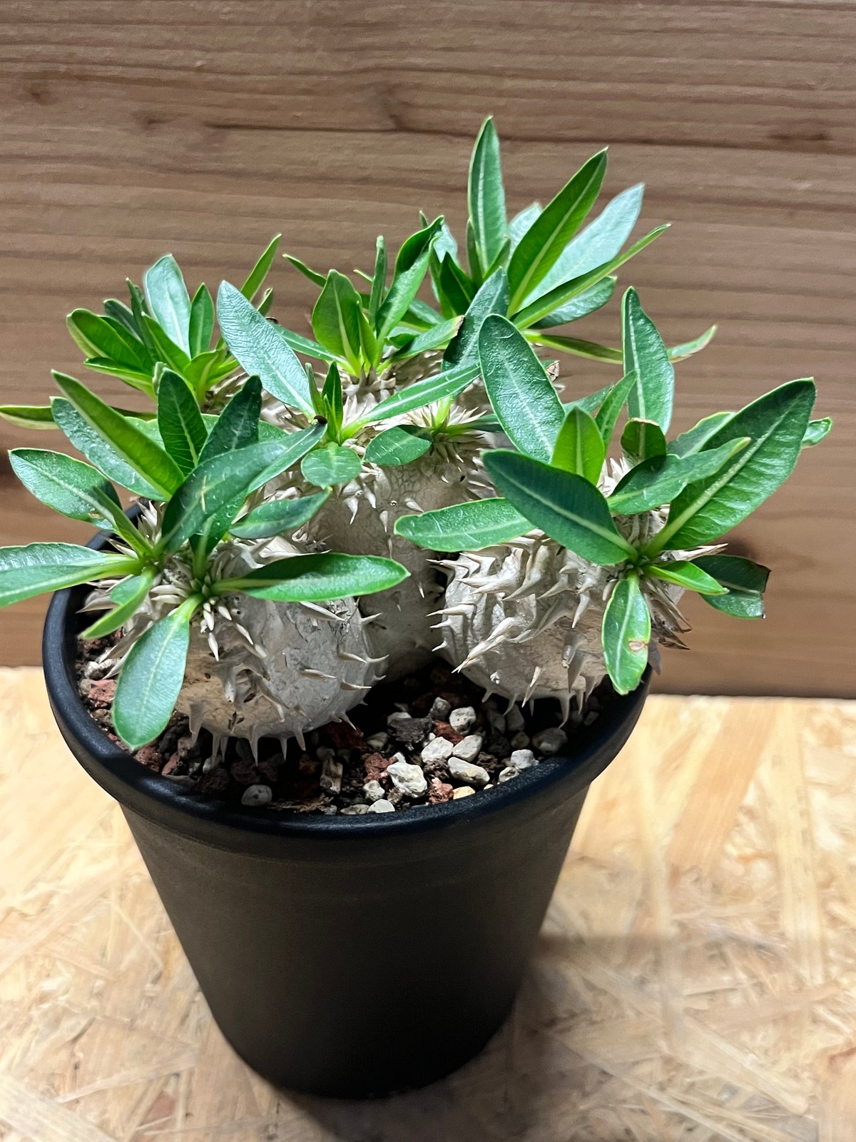 【鉢付き】恵比寿大黒　パキポディウムデンシカウレ パキポディウム恵比寿大黒 | STORES