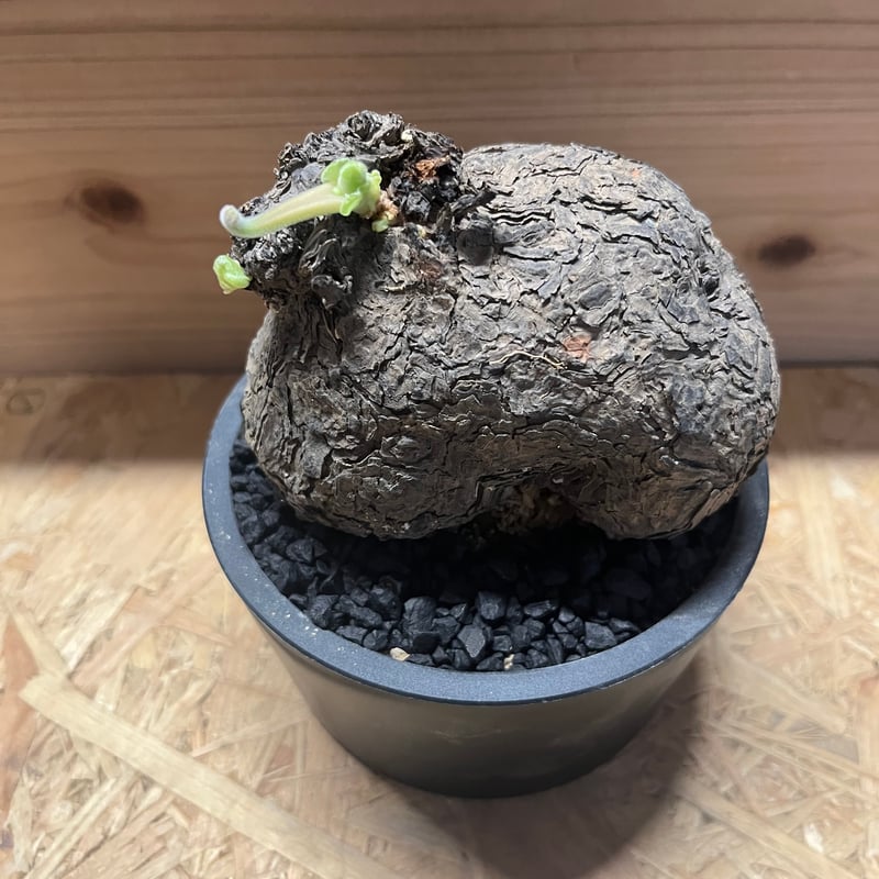 ペラルゴニウム　トリステ　便座型株　鉢込み 座席型 卸売 通販フラワー・ガーデニング - ペラルゴニウム トリステ 便座型株