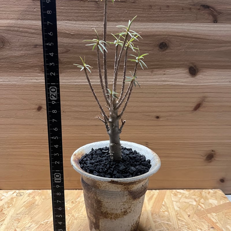 ユーフォルビア バルサミフェラ×土京鉢 | GREEN LUCK