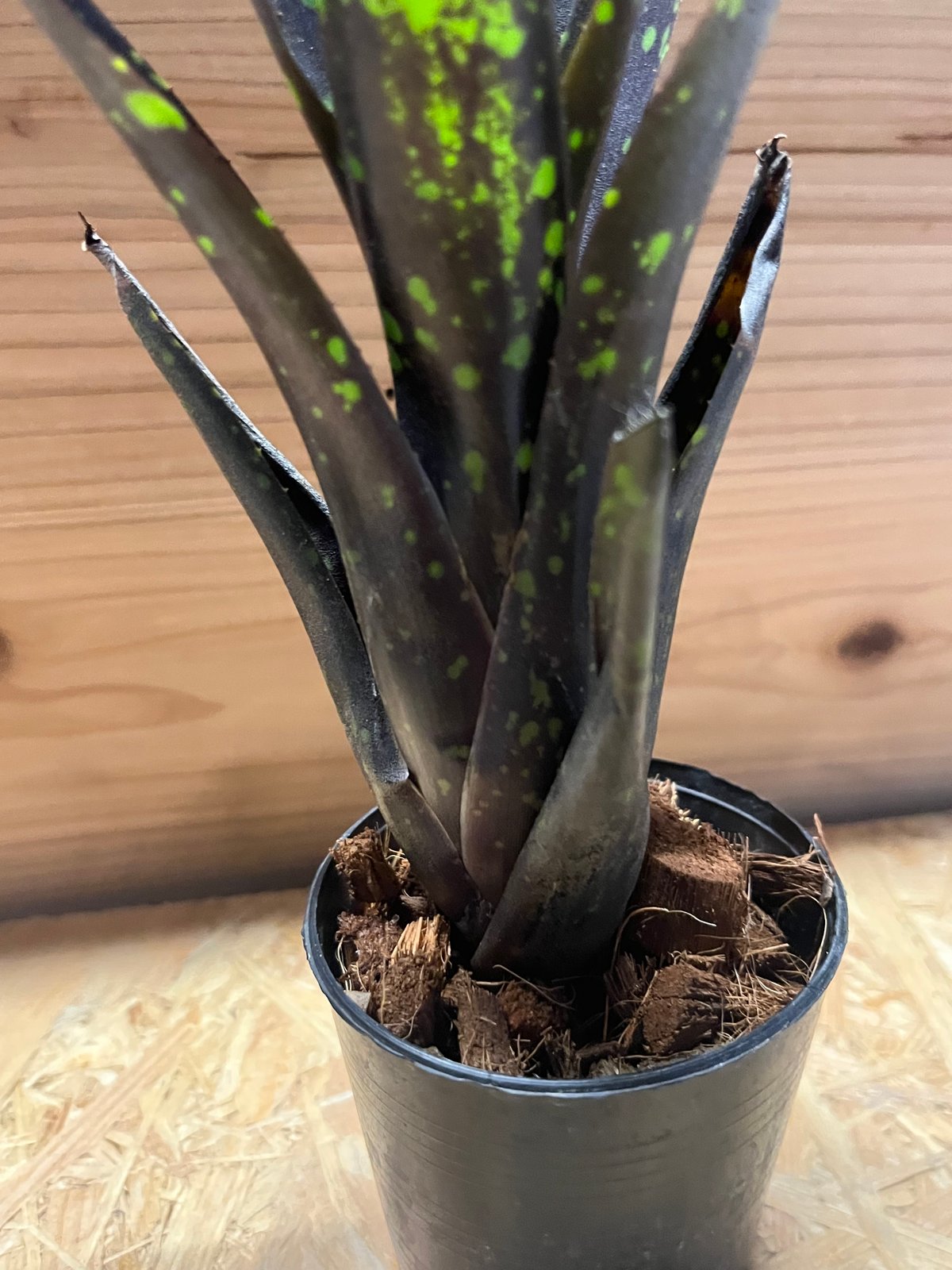 ネオレゲリア ノスフェラトゥ | GREEN LUCK