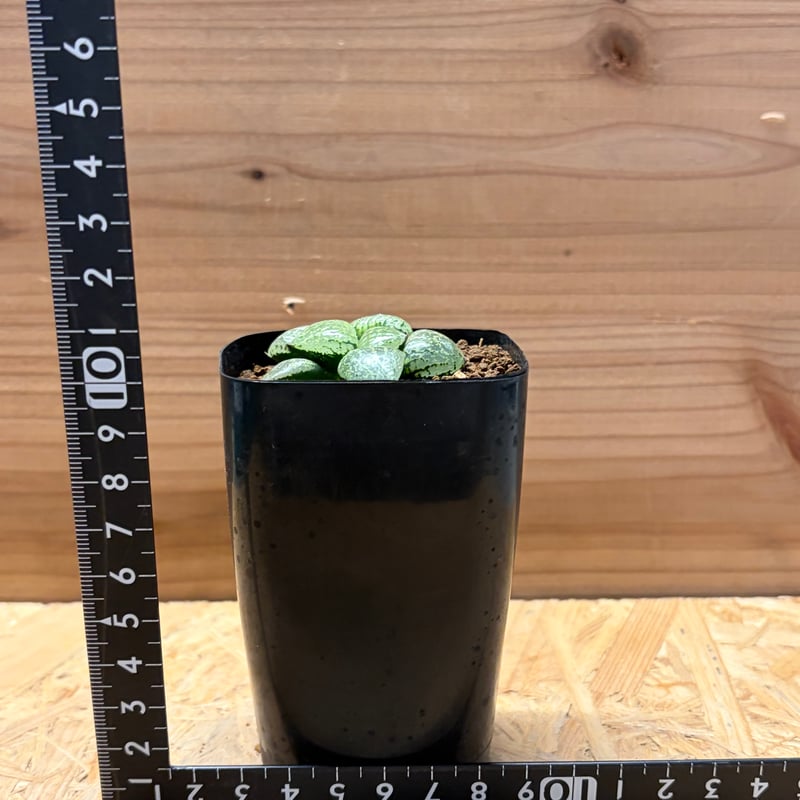 Top【選抜株】多肉植物　15427ディープ　フォレスト 36個　鉢無し/脱土 ハオルチア コンプトニアーナ 'フォレスト' | GREEN LUCK