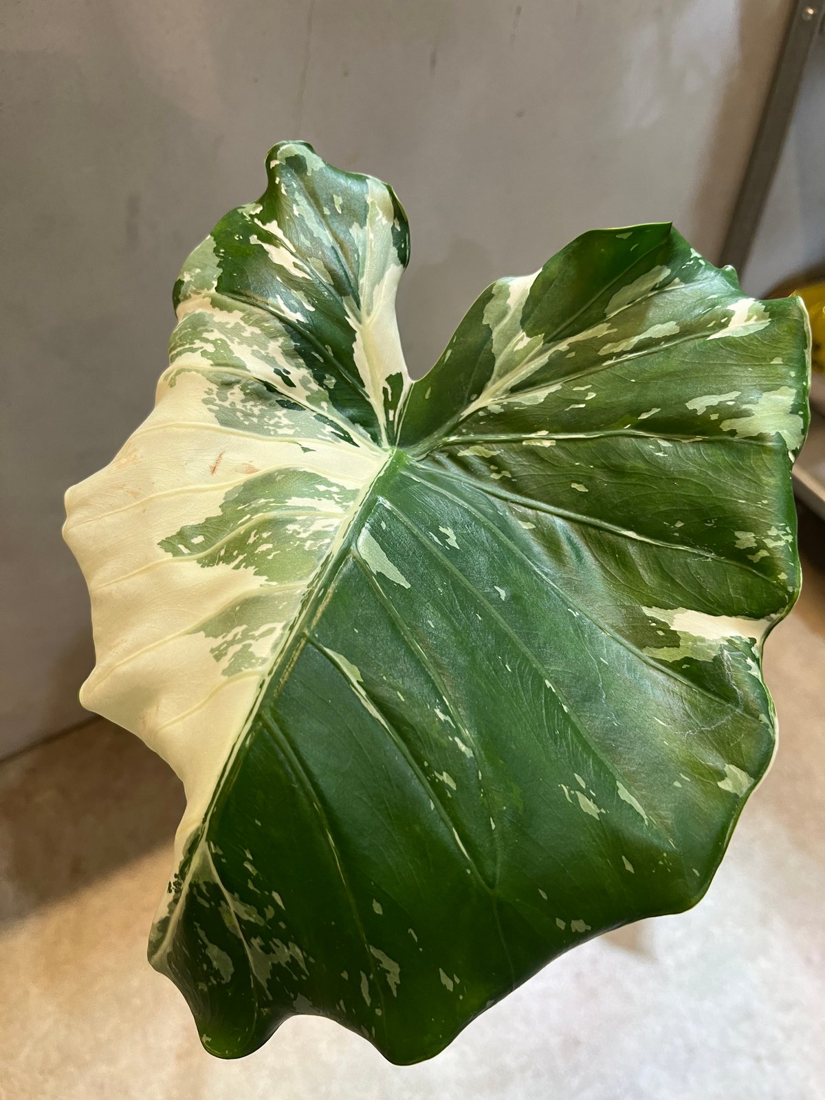 1146 斑入り クワズイモ 白斑入りAlocasia od ora. variegata