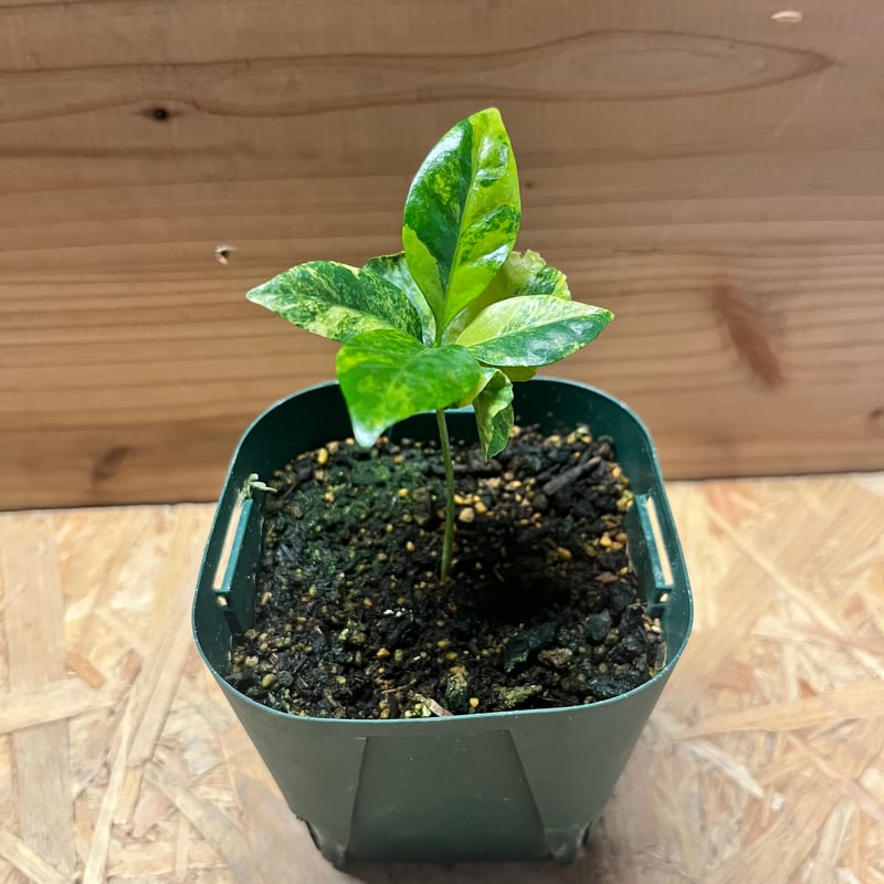 コーヒーの木 斑入り | GREEN LUCK