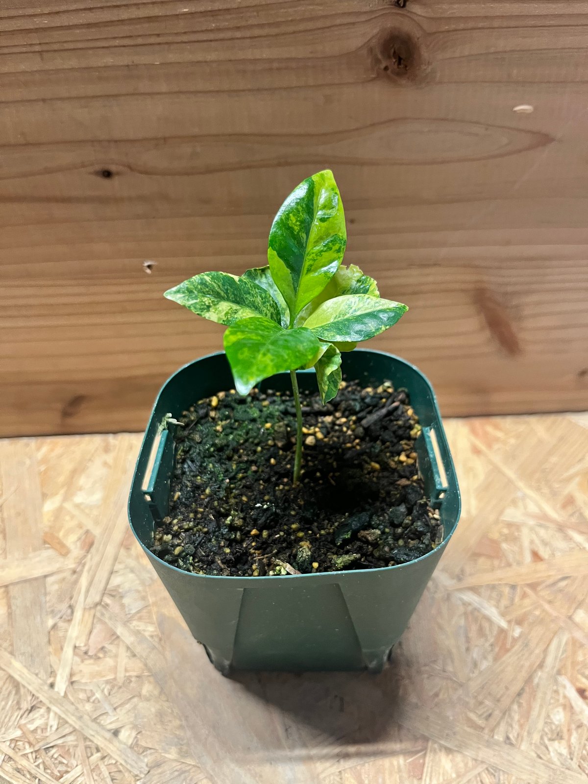 コーヒーの木 斑入り | GREEN LUCK
