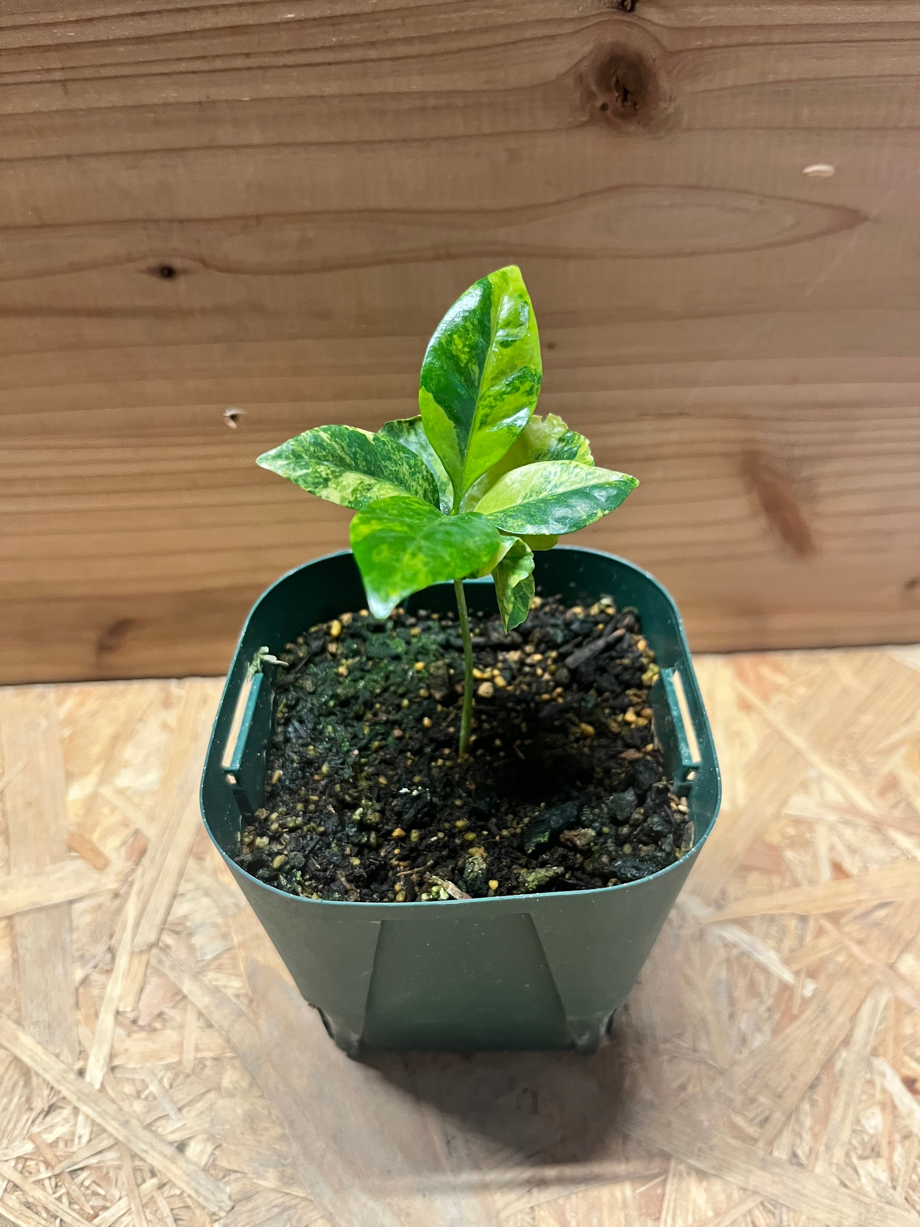 コーヒーの木 斑入り | GREEN LUCK