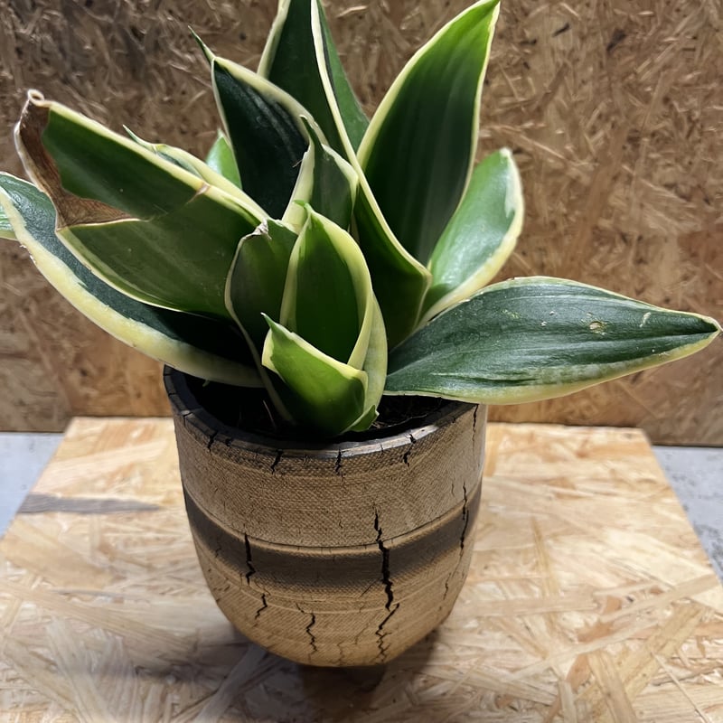 陶器植木鉢　COM WORK STUDIO【美品】 陶器植木鉢 COM WORK STUDIO【美品】 - メルカリ