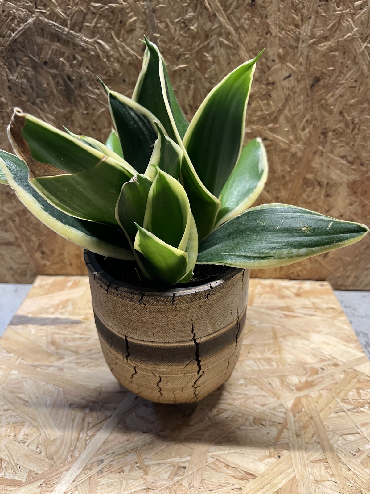 COMWORK STUDIO 信楽焼 植木鉢 | GREEN LUCK