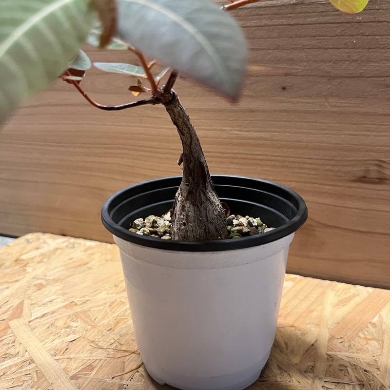 フィランサスミラビリス 休眠運動 良型