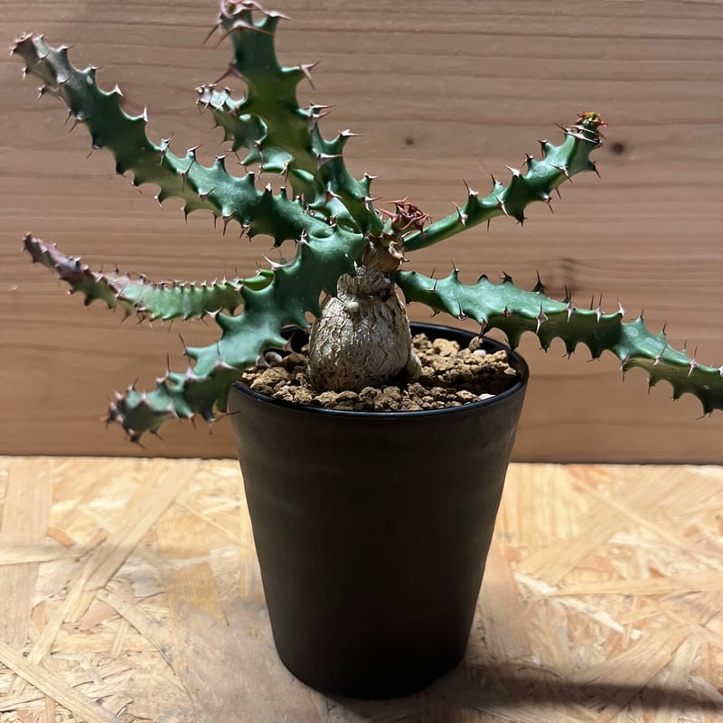 ユーフォルビア スクアローサ | GREEN LUCK